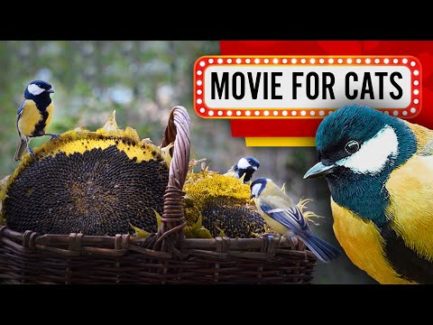 Movie for Cats - Birds and Sunflower (Videos for Cats to watch) 2 Hours