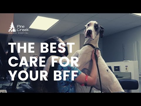 Your Local Veterinarian for Cats and Dogs | Christiana Pet Care [2021]