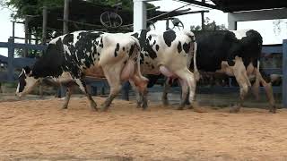 Vídeo 119 - 1ª ETAPA MEGA LIQUIDAÇÃO TOTAL AGROPECUÁRIA MARAJOARA - DIA 4 | GADO GIROLANDO E HOLANDÊS