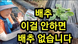 배추농사 엉망되기 전에 꼭 하셔야 할 일