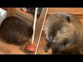 This beaver uses a plunger for building his unique 'dams'