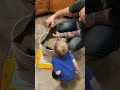 Video Thumbnail for Toddler See’s Perch For First Time