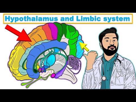 Mastering physiology of Limbic system and Hypothalamus in just 5 minutes #animations #brain #3d
