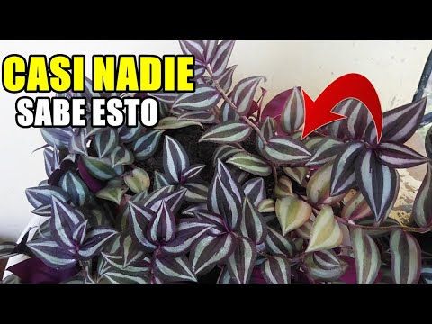 If you don't have this PLANT in your house, you will regret it after knowing this/