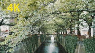 4K Tokyo Megurogawa Japan trip Day time view 目黒川