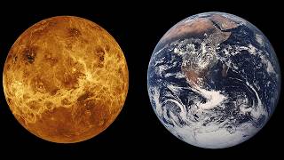 A New Venus Life Panspermia Possibility