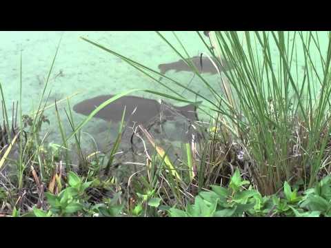 Анталия. Парки Коньялты. 