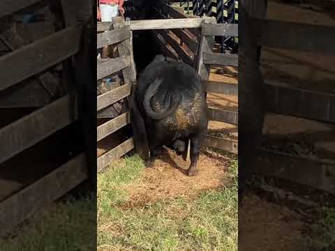 O Boi E A Vaca - Zé Edson