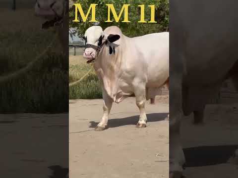 MM11 Havi Gaint.bull