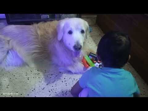 Twins _ Srinish-Srinika _ Ron and Rahi playing with our 12 year old golden retriever "Caesar"