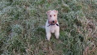 BADGER and the FROSTY RIVER 6 JAN 17