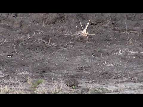 Djuma: Two Blacksmith Lapwing chicks-hatched on Nov. 18th and 19th - 17:04 - 11/19/18