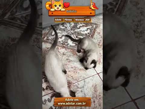 Vídeo de Belinha