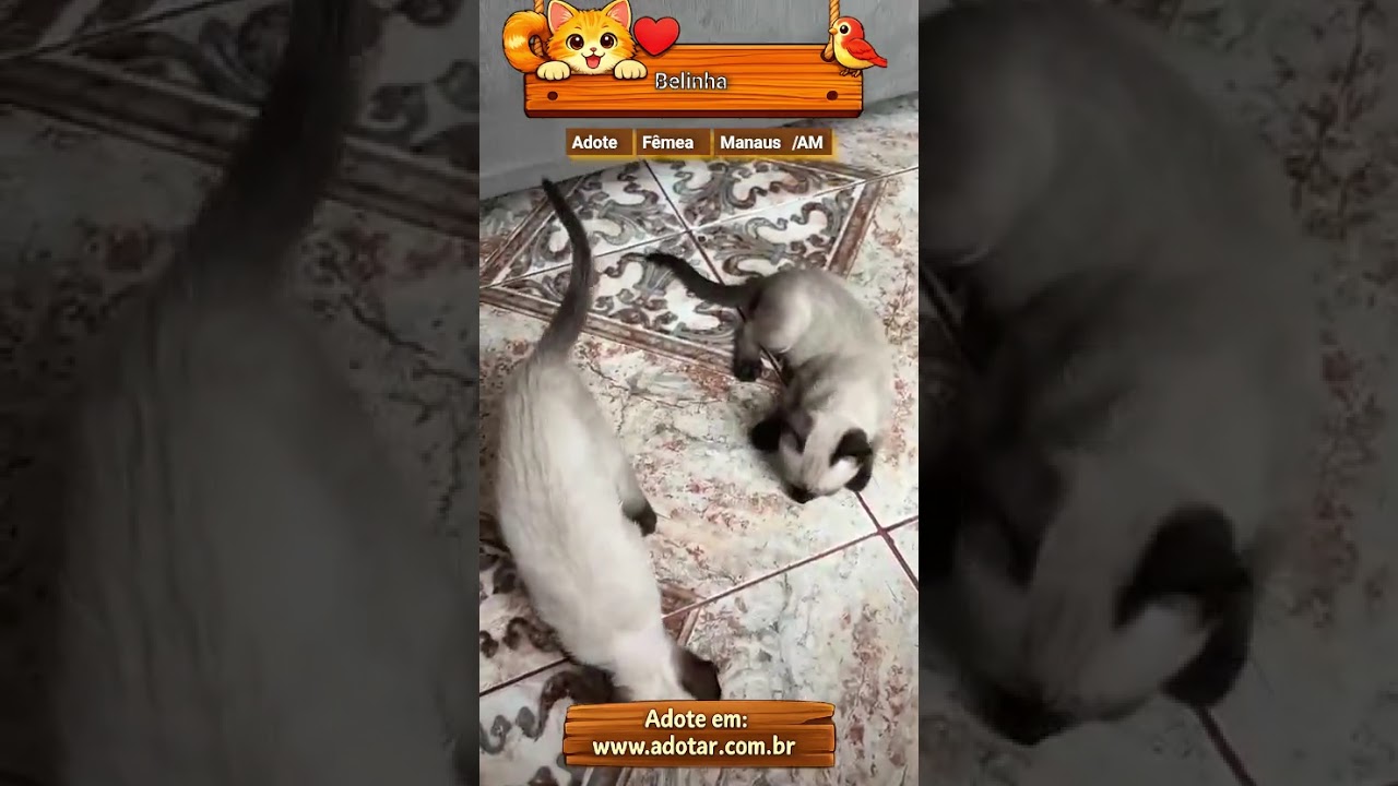 Gato raça Siamês idade 2 a 6 meses nome Belinha