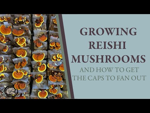 Growing Reishi Indoors: Getting Your Caps to Conch