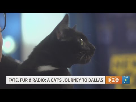 Dallas morning radio show welcomes one special cat from Hawaii