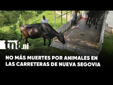 “Cero tolerancia” en Nueva Segovia: operativo implacable contra semovientes en carretera