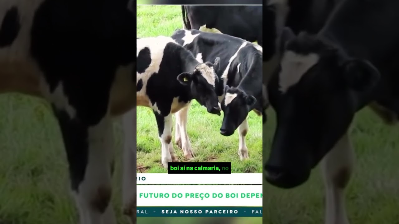 Boi Gordo a R$335; Produtores de leite em MG serão beneficiados.