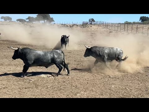 PELEA DE VICTORINOS y El Problema del Tercero
