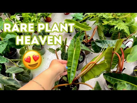 The Dutch Plant Farm Nursery Tour | Tons of Incredible Rare Plants 😍