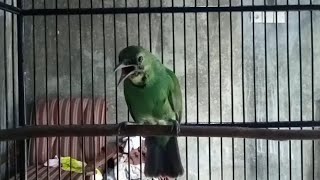 Download lagu cucak ijo trotol belajar bunyi | asli cucak ijo JEMBER mp3