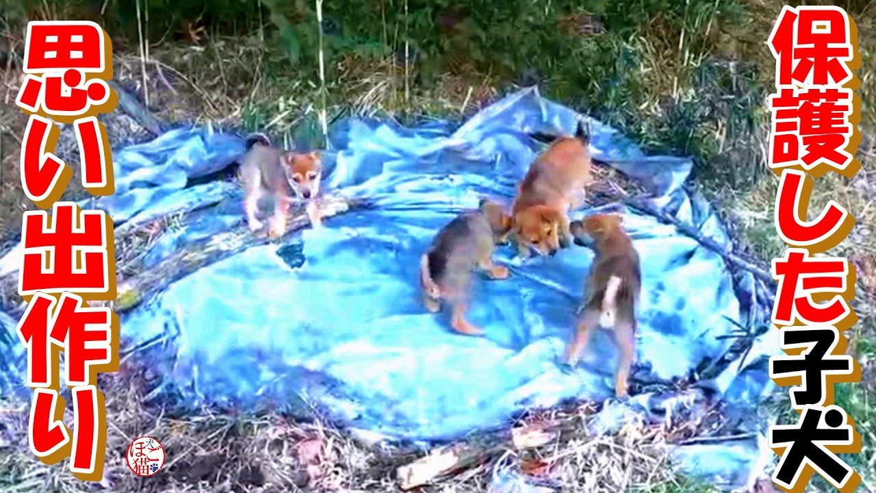 【保護犬  子犬】保護した子犬達の卒業前に思い出作り