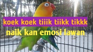 Download lagu EMOSI TINGGI pancingan lovebird TANPA NGEKEK full ... mp3