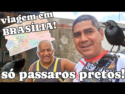 GRAÚNA BREEDING FACILITY IN BRASILIA!