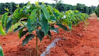 Monitoramento de fertilidade do solo no pós-colheita do café