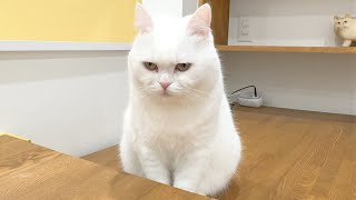 The Cat Fell into Despair After Hearing She Has to Fast Today…