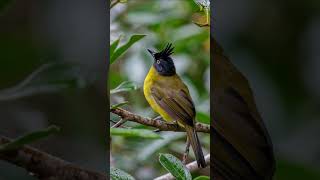 Download lagu Burung Bulbul Berjambul Hitam (Rubigula Flaviventris) mp3 Download lagu Burung Bulbul Berjambul Hitam (Rubigula Flaviventris) mp3