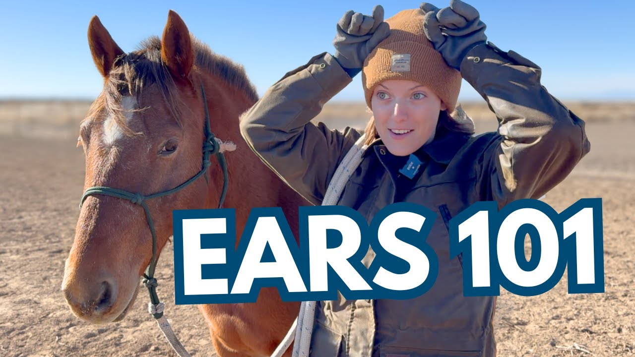 Understanding Horse Behavior: What Your Horse’s Ears Are Actually Saying