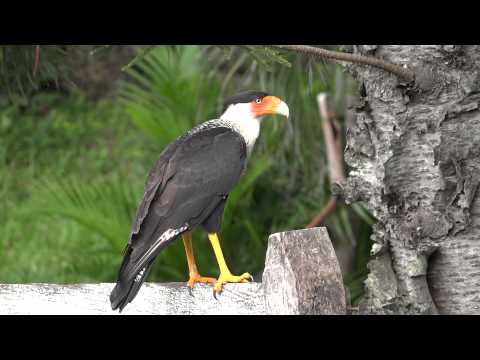 Caracara cheriway