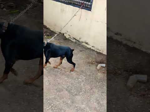 #doberman #dog