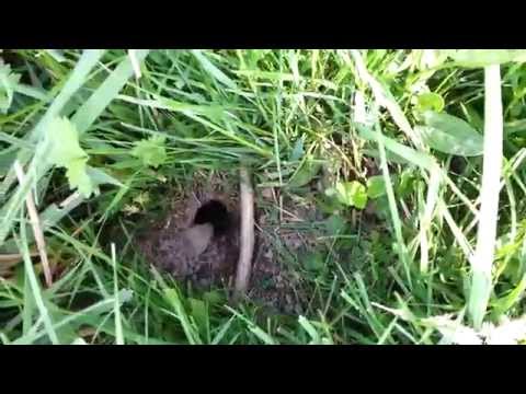 Leben Bienen unter der Erde?