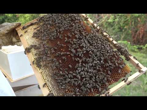 Boja meda ep. 178 03.08.2021. Livadska paša, avgust, medobranje