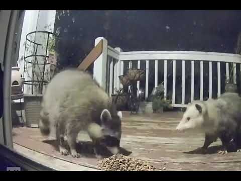 Mapache peleándose con una zarigüeya con música de my chemical romance de fondo