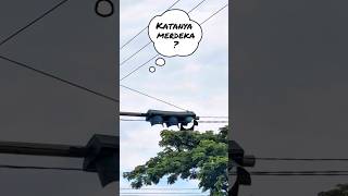 Download lagu THEY SAID FREEDOM, LOOK AT THIS RED LIGHT 🚦 FIRST‼️ #trafficlight #redlight #lanpululintas #apill mp3