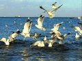 Vangelis Mouettes