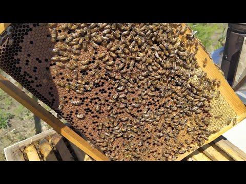 Майский взяток и развитие пчелиных семей