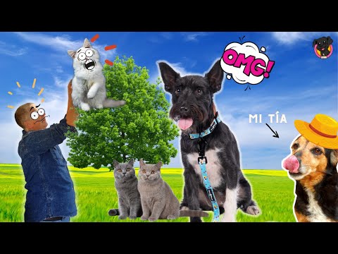 WE SAVED A BABY KITTEN! Lana and Super Abu GO TO TOWN!