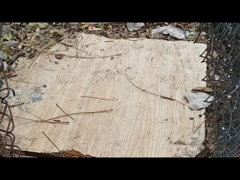 In These Street's 2 Feed N.Y Homeless Cats