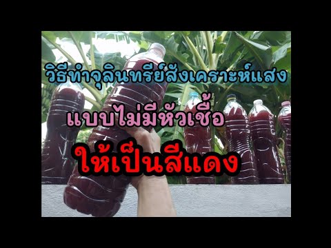 วิธีทำจุลินทรีย์สังเคราะห์แสง แบบไม่มีหัวเชื้อให้แดง  #จุลินทรีย์สังเคราะห์แสงแบบไม่มีหัวเชื้อ