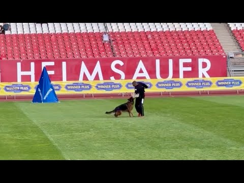 Ultravox Von Alter - TSB BSZS 2024 | IGP3 | German Shepherd Bite Work | BSZS Nürnberg 2024