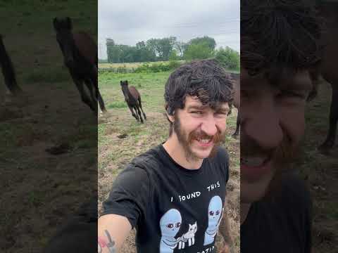 Les animaux les plus drôles de l'année (2025)