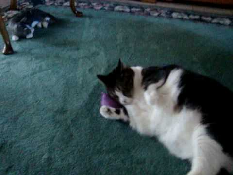 Mary jane w/ cat-nip 2.