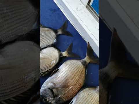 20 Mart 2020 Marmarada Derin su Karagöz avı Video