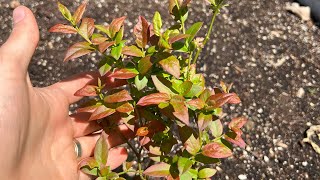 Why are My Blueberry leaves Turning Red? 5 Reasons