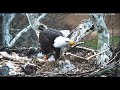 PA Farm Country Eagle Cam - Feisty Lil 4 Gets Fed & Bonks 3.😃  ! ..3/30/21
