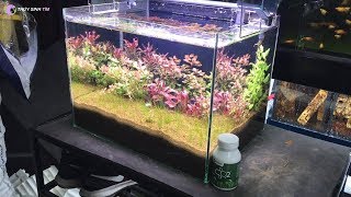 Quá trình Setup hồ thủy sinh 40cm vừa dễ vừa đẹp